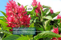 Brazilian Red Cloak 7 Fresh Cuttings – Easy to Root Exotic Shrub