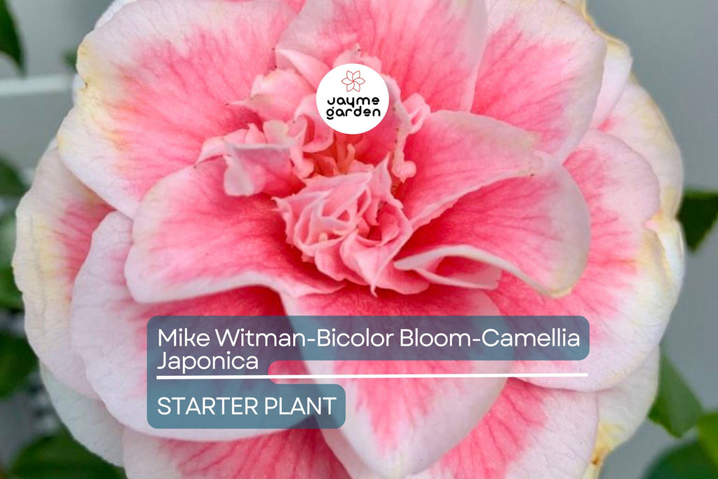 Mike Witman Camellia Japonica | Rare Bicolor Bloom | Live Starter Plant | Evergreen Shrub | All-Season Beauty | USDA Zone 7-10