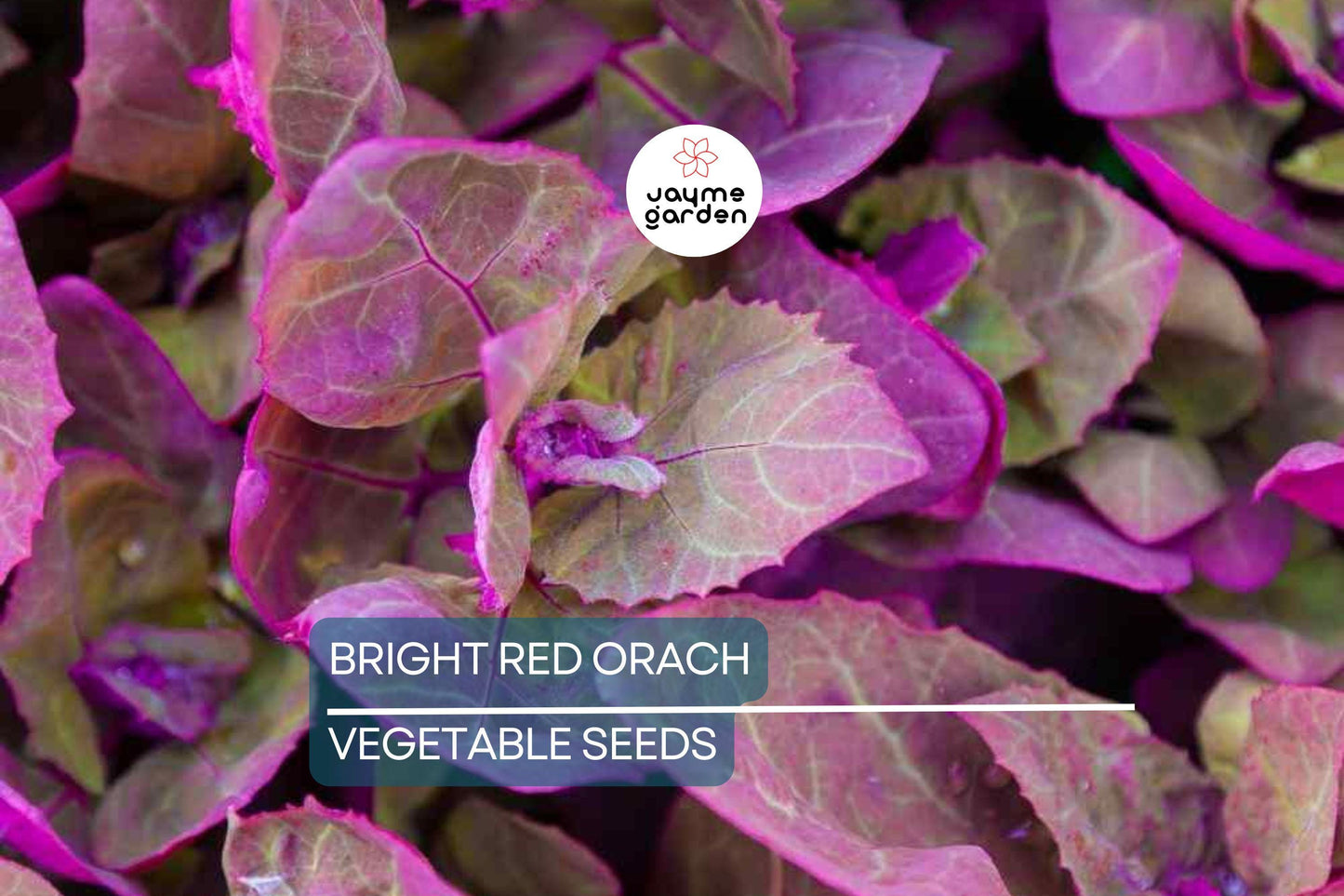 300 Bright Red Orach Seeds, French Spinach (Atriplex hortensis) Heirloom, 1' Tall, Free Shipping