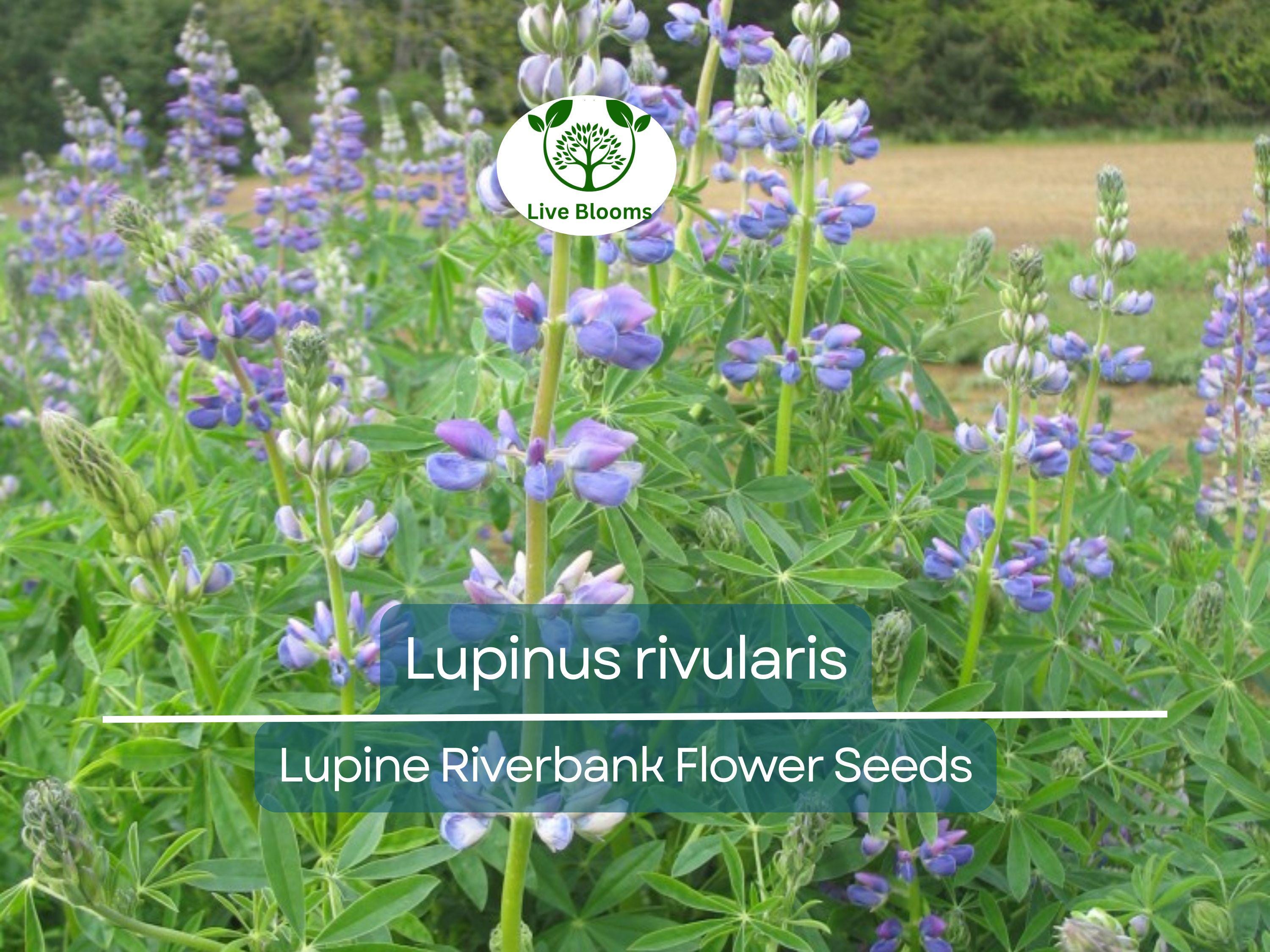 15 Seeds Lupine Riverbank for Planting – Lupinus rivularis, Perennial Flower, Blue Blooms, Attracts Pollinators, Hardy for Garden Borders