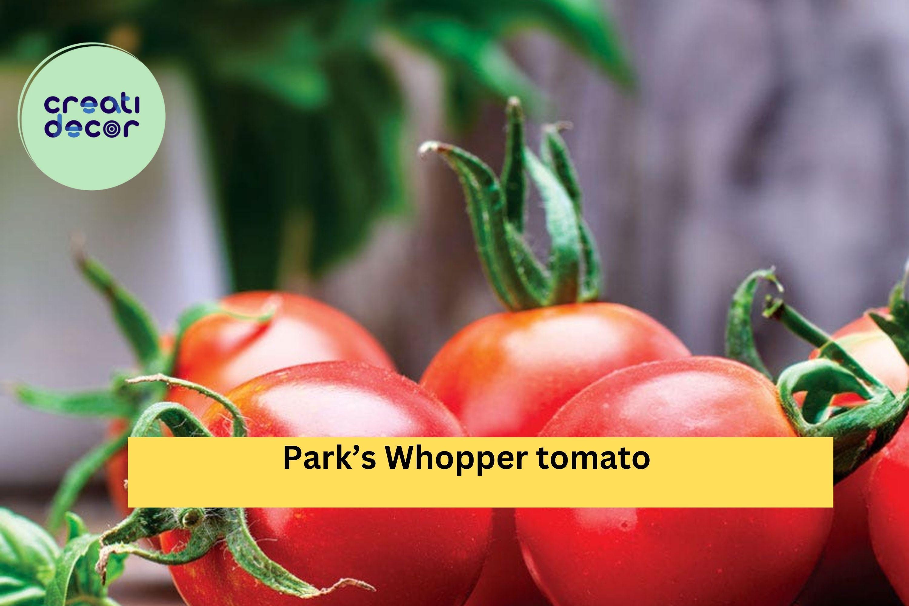 Park’s Whopper Tomato Live Plants – 2 Pack, 6–10 Inches Tall Hybrid Tomatoes, High-Yield Red Fruit Vegetable Garden Plants Zones 4–10