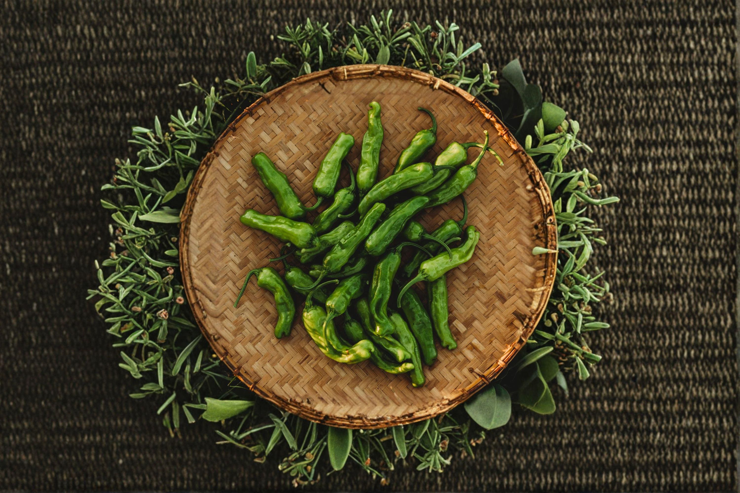 Shishito – Oriental Hot Pepper 25 Seeds | Japanese Pepper | Mild with Occasional Heat | Perfect for Blistering