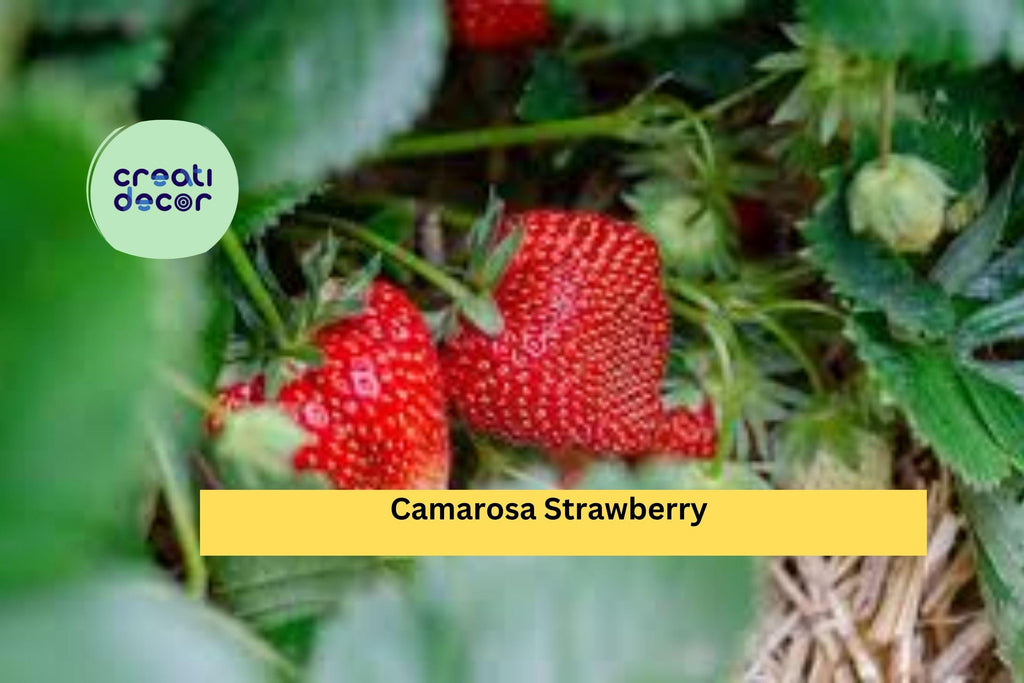 Camarosa Strawberry Plants | 10 Live Bare Root June-Bearing Starter Plants | NON-GMO