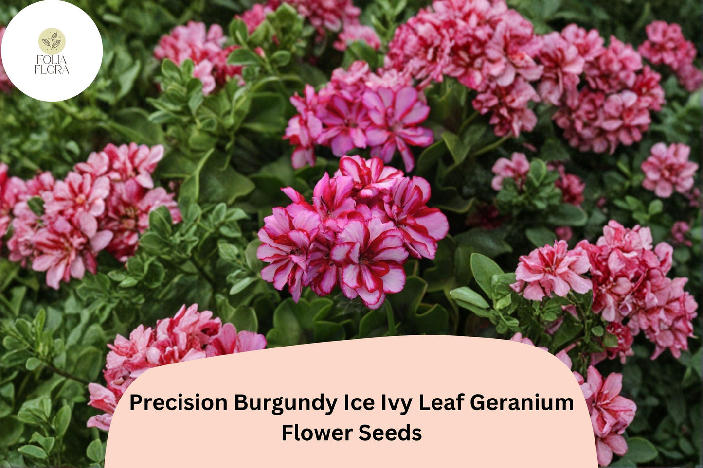 25+ Precision Burgundy Ice Ivy Leaf Geranium Seeds | Trailing Ivy Type | Burgundy-White Blooms for Hanging Baskets