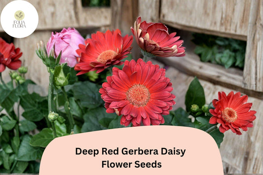 200+ Deep Red Gerbera Daisy Seeds | Gerbera jamesonii | Bright Cut Flower | Perennial Garden Blooms