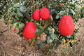Red Pomelo 3 Cuttings (Citrus paradisi) Chinese Grapefruit Unrooted Citrus Cuttings