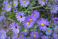 Aromatic Aster – Symphyotrichum oblongifolium 100 Seeds | Native Wildflower | Open-Pollinated