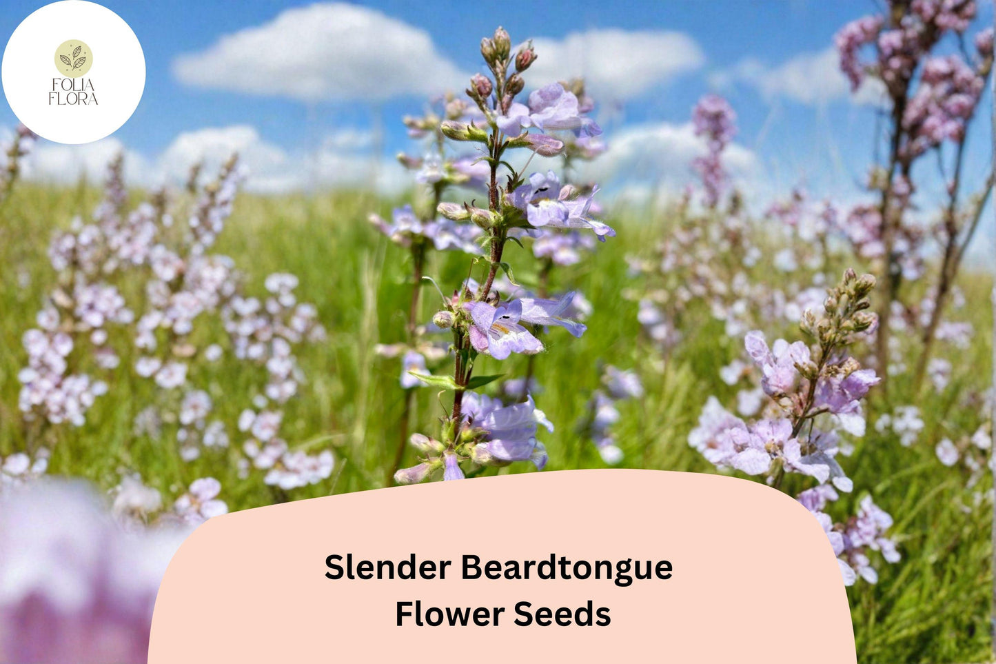 Slender Beardtongue Seeds – 100 Penstemon gracilis | Perennial Garden Plant for Pollinator & Prairie Gardens