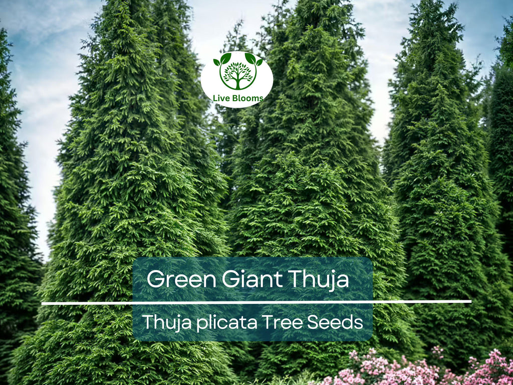 30 Green Giant Thuja Seeds (Thuja plicata) | Arborvitae Cedar Tree | Fast-Growing, Privacy Hedge, Evergreen Tree for Landscaping