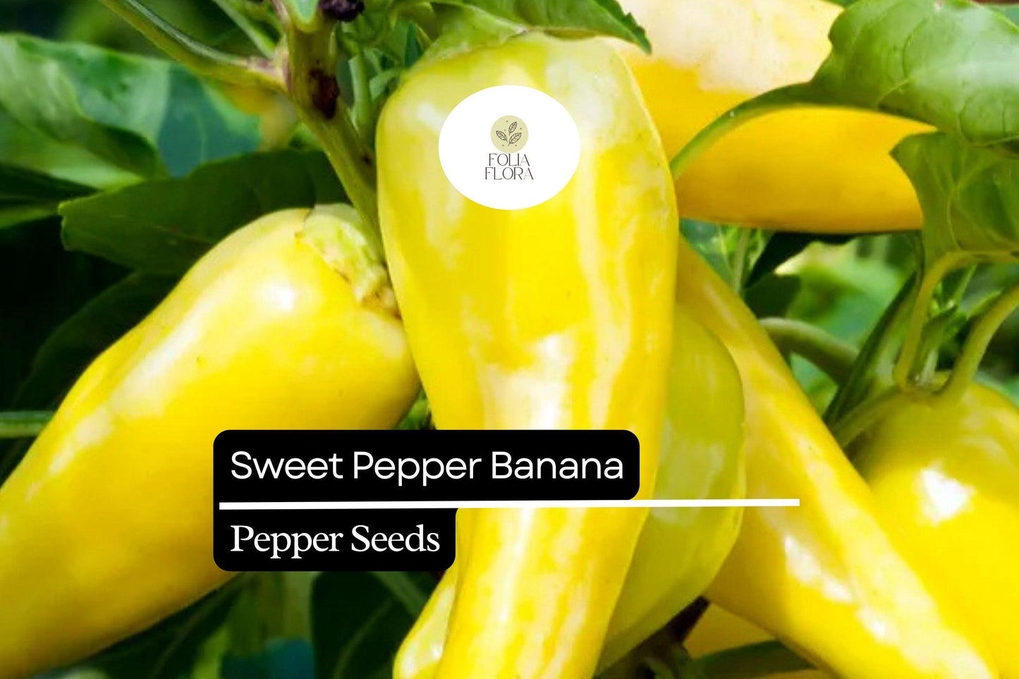 25 Sweet Banana Pepper Seeds – Capsicum annuum – Heirloom, Mild & Sweet, High-Yielding, Non-GMO