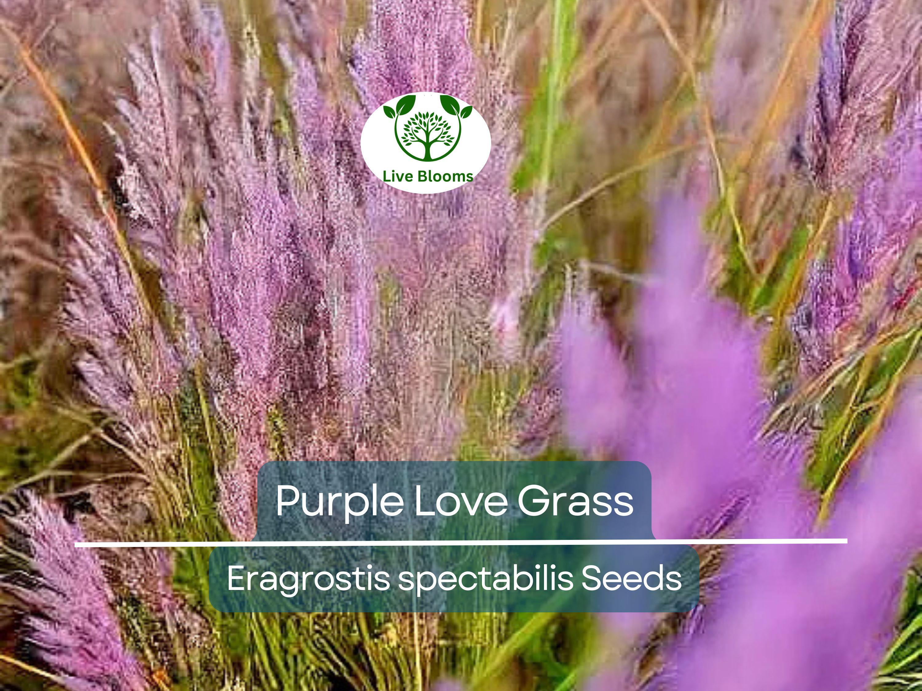 500 Purple Love Grass Seeds (Eragrostis spectabilis) | Ornamental Flowering Lovegrass, Hardy, Beautiful Purple Blooms for Gardens