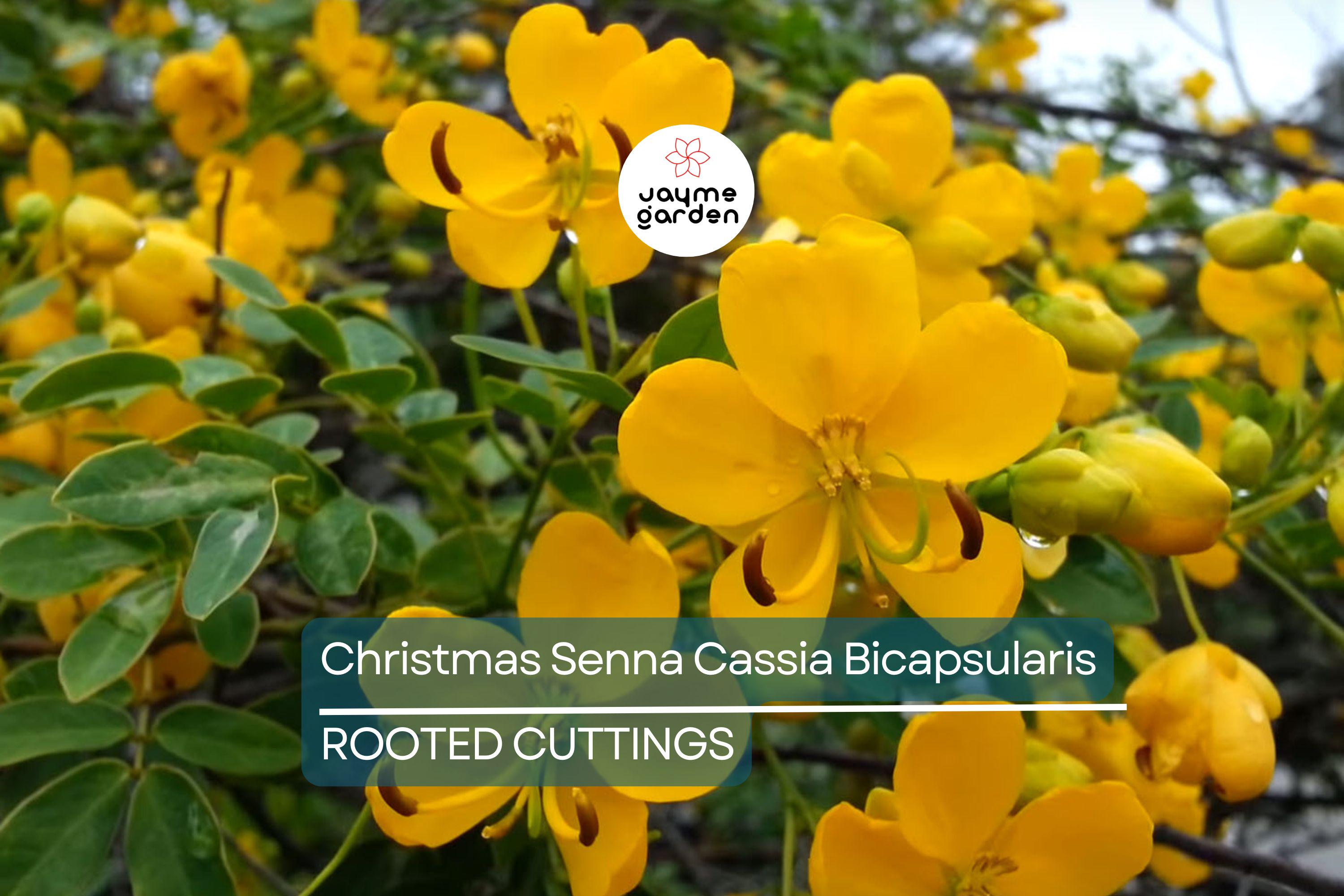 1 Christmas Senna Rooted Plant - Cassia Bicapsularis - Cream Flowers, Butterfly Host, Winter Blooming, 10-20” Tall