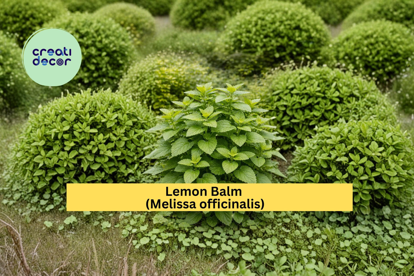 Lemon Balm Seeds Melissa officinalis 100 Count Aromatic Garden Herb Plant Seeds Culinary Herb Garden