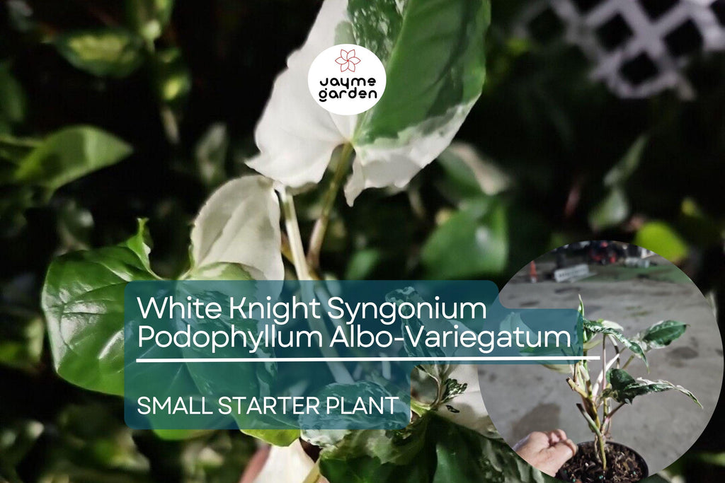 White Knight Syngonium Starter Plant - Podophyllum Albo-Variegatum, Marble Variegated, Unique Foliage for Indoor Decor & Tropical Gardens