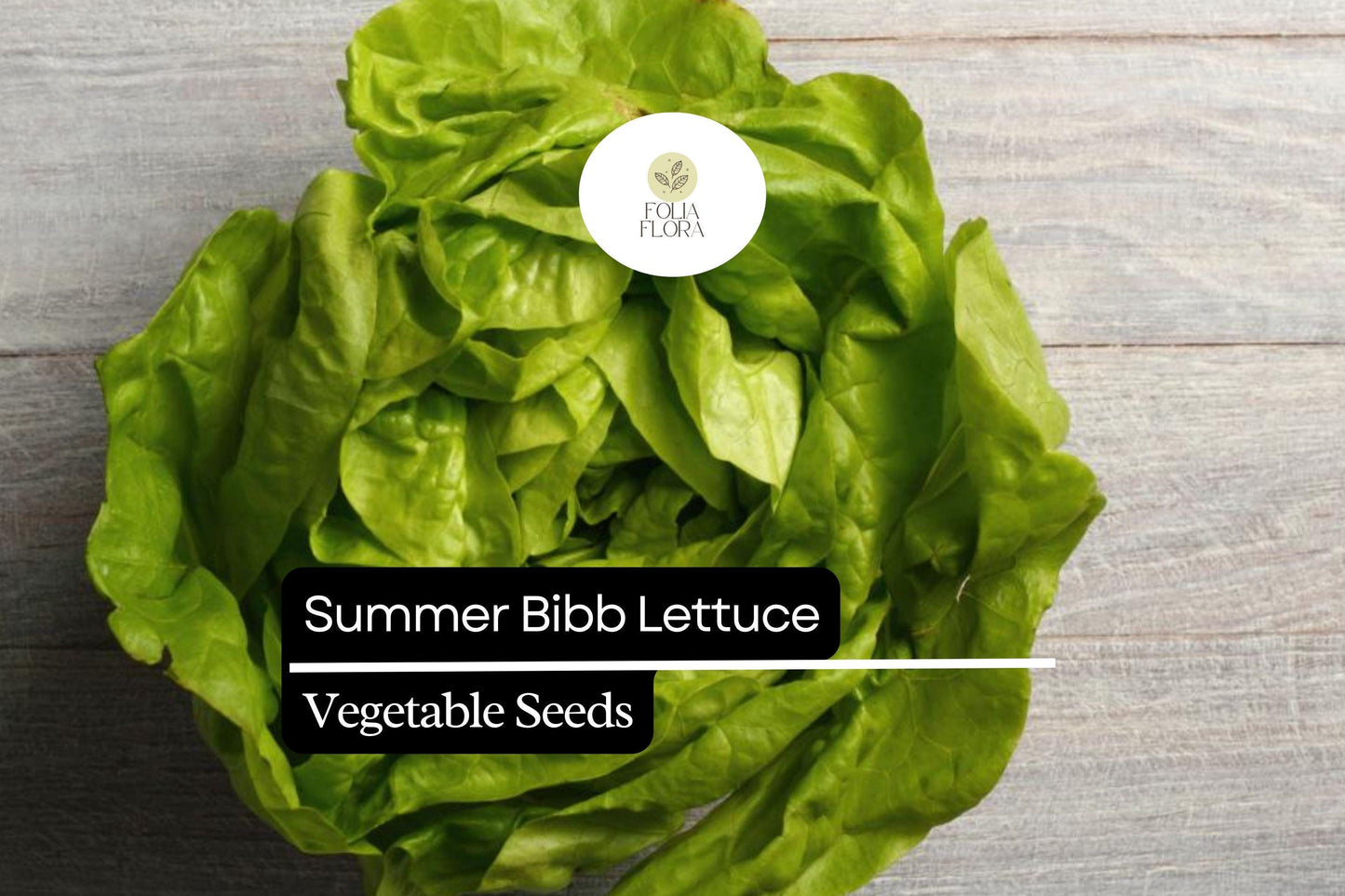 1000 Summer Bibb Lettuce Seeds – Heirloom, Non-GMO, Heat-Tolerant, Tender & Sweet
