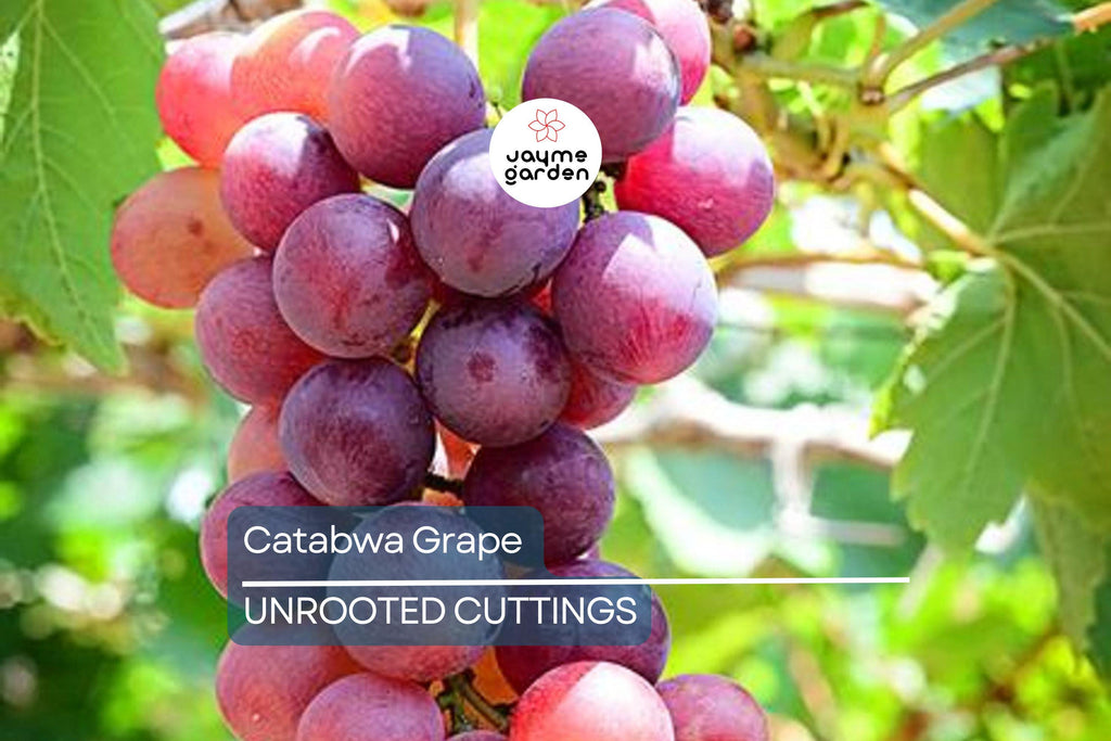 Catawba Grape Vine Cuttings - 7 Fresh 10" Stems (2-3 Nodes) for Rooting/Grafting - 2024 Harvest, Hardy & Productive Vines