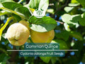 20 Common Quince Fruit Tree Seeds (Cydonia oblonga), Sweet Edible Fruits, Hardy Tree, Backyard Orchard, Garden Starter, Homegrown