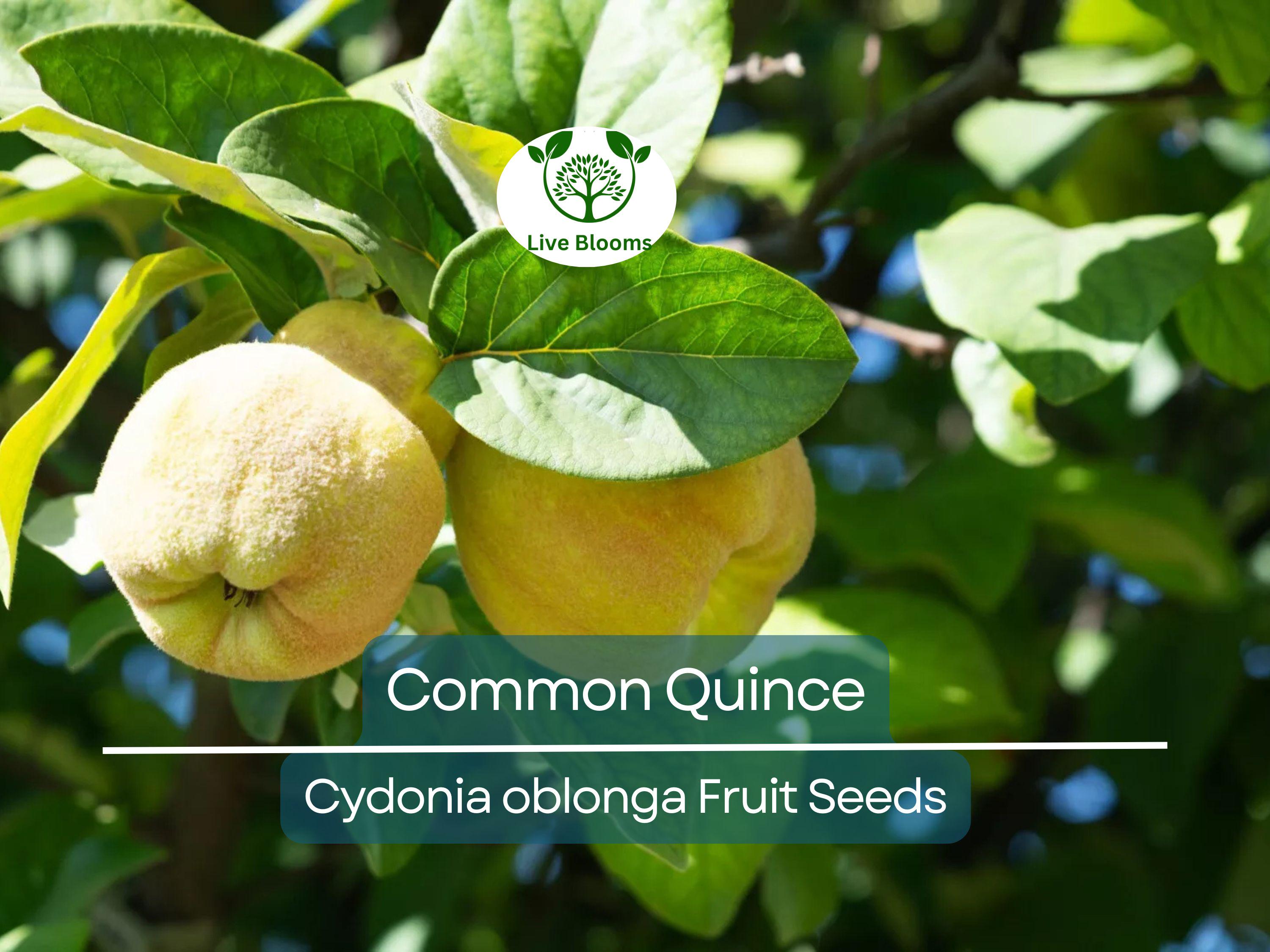 20 Common Quince Fruit Tree Seeds (Cydonia oblonga), Sweet Edible Fruits, Hardy Tree, Backyard Orchard, Garden Starter, Homegrown