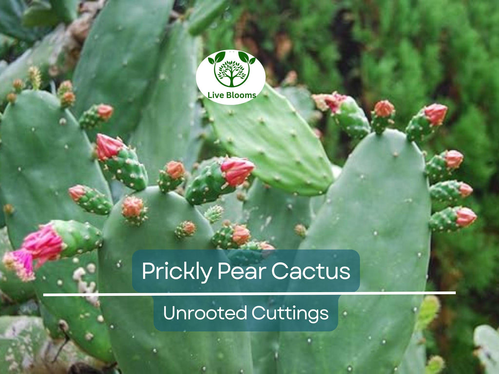 1 Prickly Pear Cactus Plant (Opuntia) Unrooted Cuttings, Edible Fruit, Orange, Pink & Yellow Blooms, Hardy Desert Plant, for Gardens