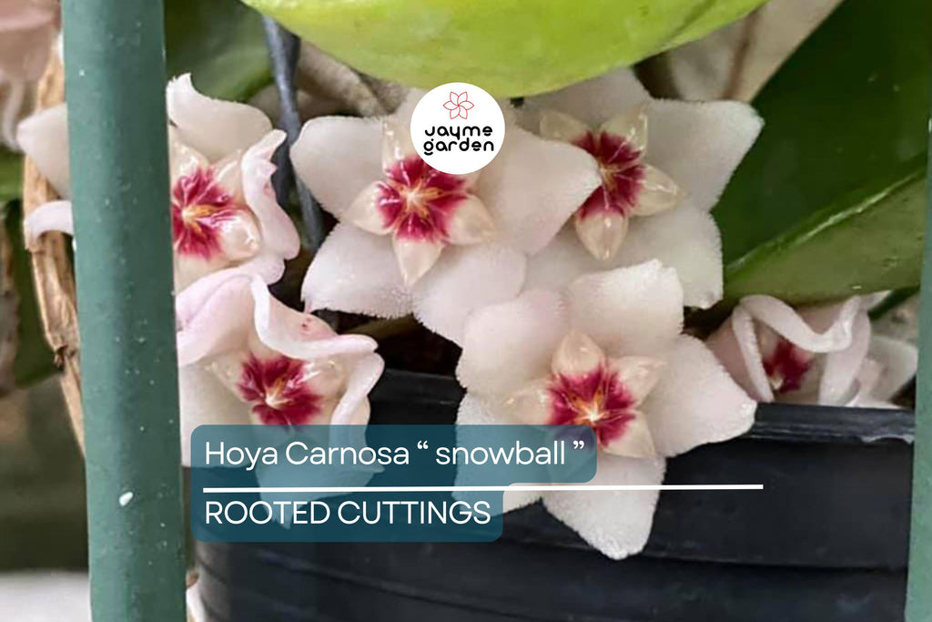 Hoya Carnosa ‘Snow Ball’ Well-Rooted Cutting 4 Inch Pot | Starter Live Plant | Easy to Grow | Fragrant Wax Flowers | Houseplant Gift