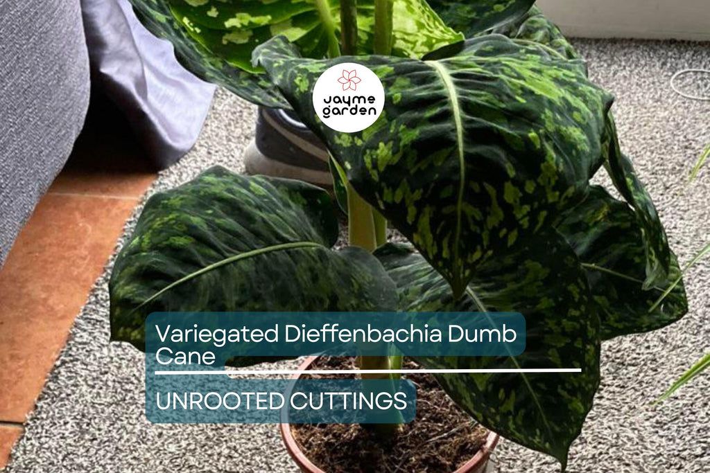 Variegated Dieffenbachia Dumb Cane Live Cutting | Rare Houseplant | Air-Purifying & Fast-Growing | 4-8" Fresh Cutting