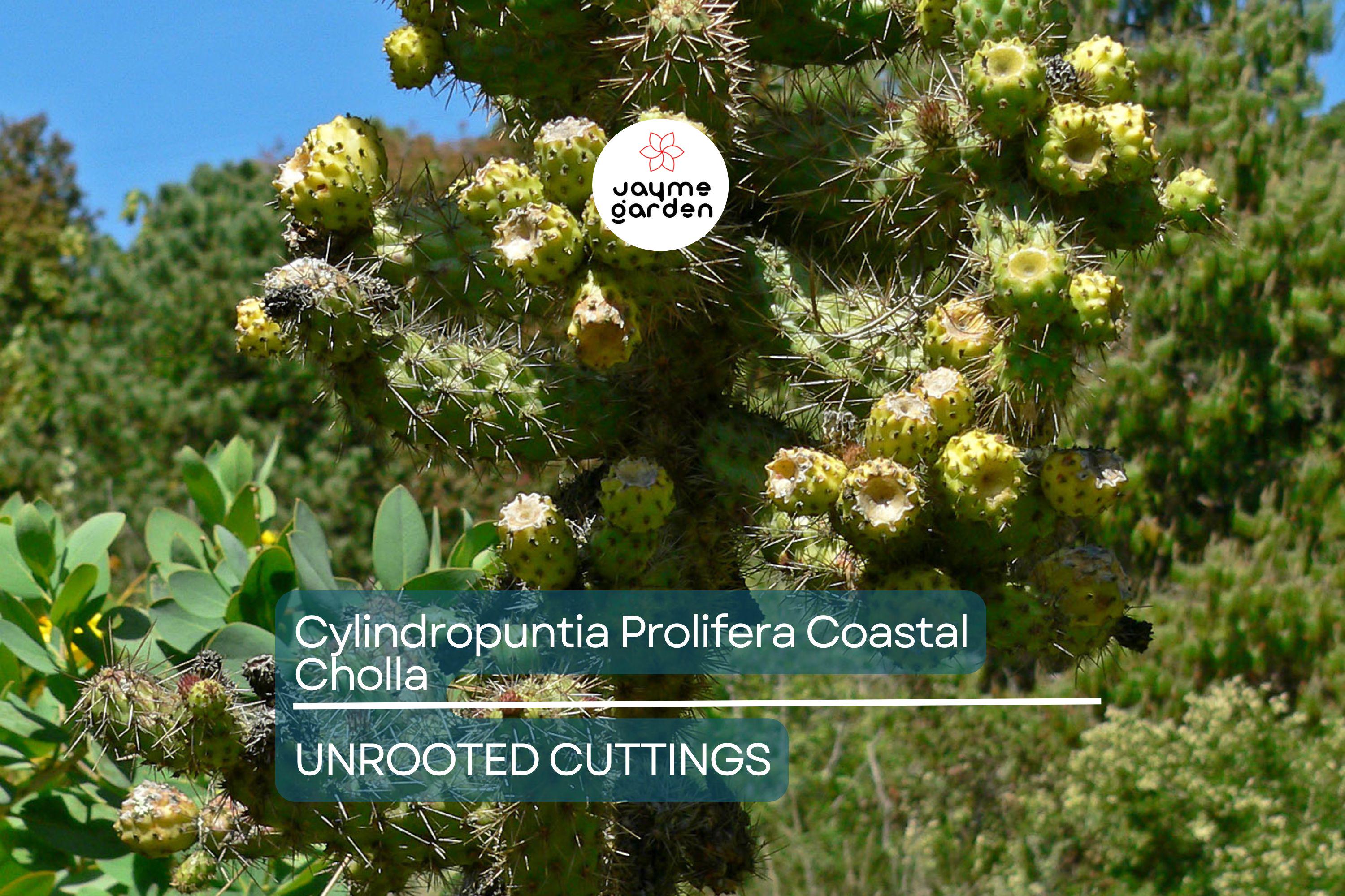 Cylindropuntia Prolifera Coastal Cholla Cactus Cutting - 3" Los Angeles CA Pup, Full/Partial Sun