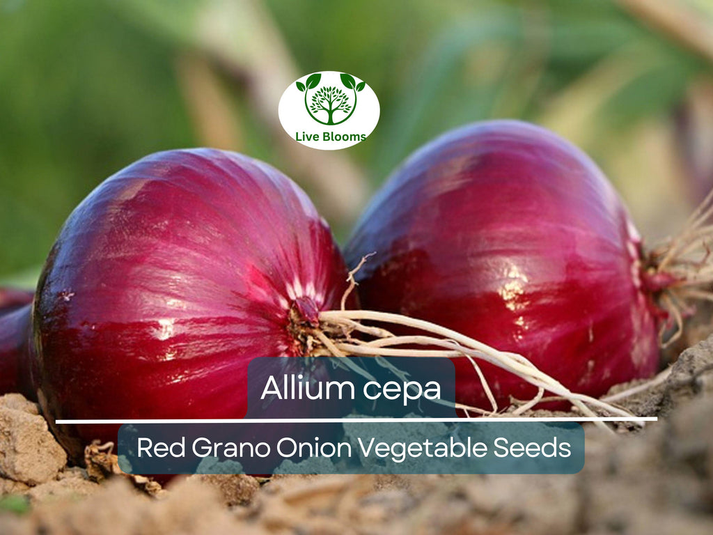 250 mg Seeds Onion Red Grano – Allium cepa | Heirloom Red Onion Seeds for Planting, Gardening & Flavorful Harvests