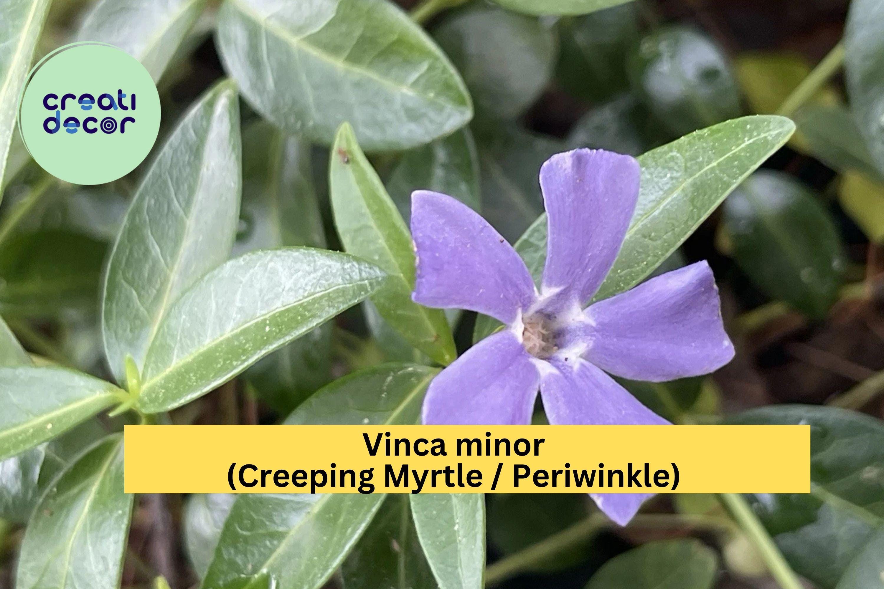 Vinca Minor Periwinkle Live Plants – 100+ Creeping Myrtle Ground Cover, Evergreen Shade Plant, Hardy Low-Maintenance Garden Vine