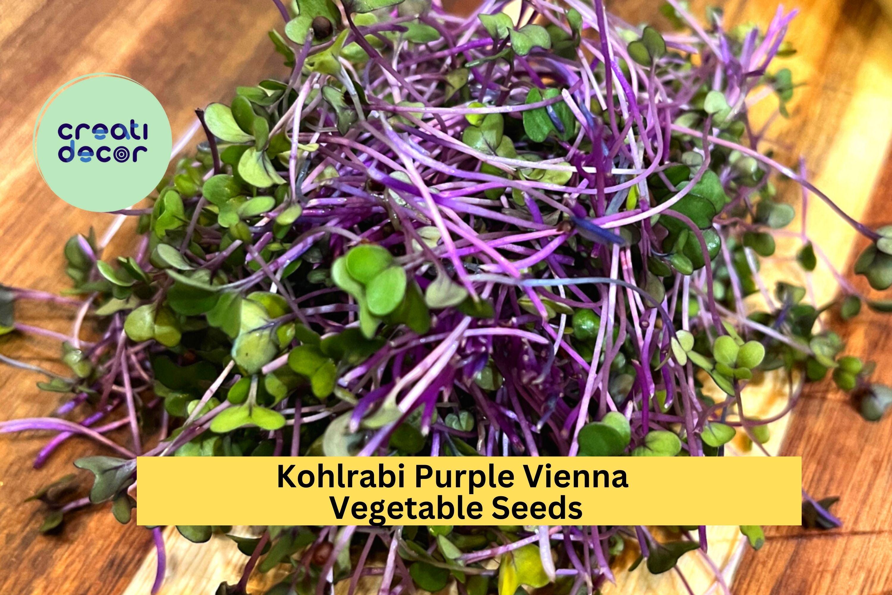 3pcs of 500mg Kohlrabi Purple Vienna Seeds – Crisp, Nutty Flavor Bulb Vegetable for Cool Season Home Gardening Seeds for Planting