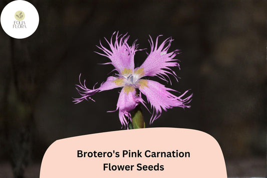 200+ Brotero's Pink Carnation Seeds | Dianthus broteri | Fragrant Pink Blooms for Garden & Borders