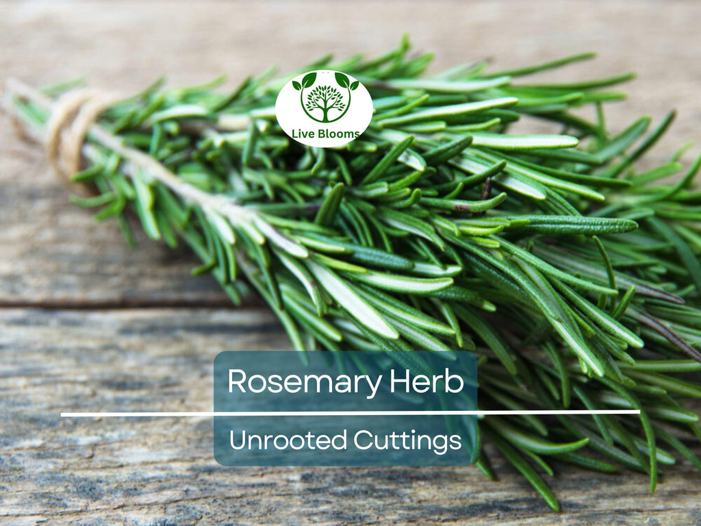 9 Organic Rosemary Herb Plant Cuttings, Rosmarinus Officinalis, Unrooted 10" Each, Fresh Culinary Herb for Propagation, Easy to Grow