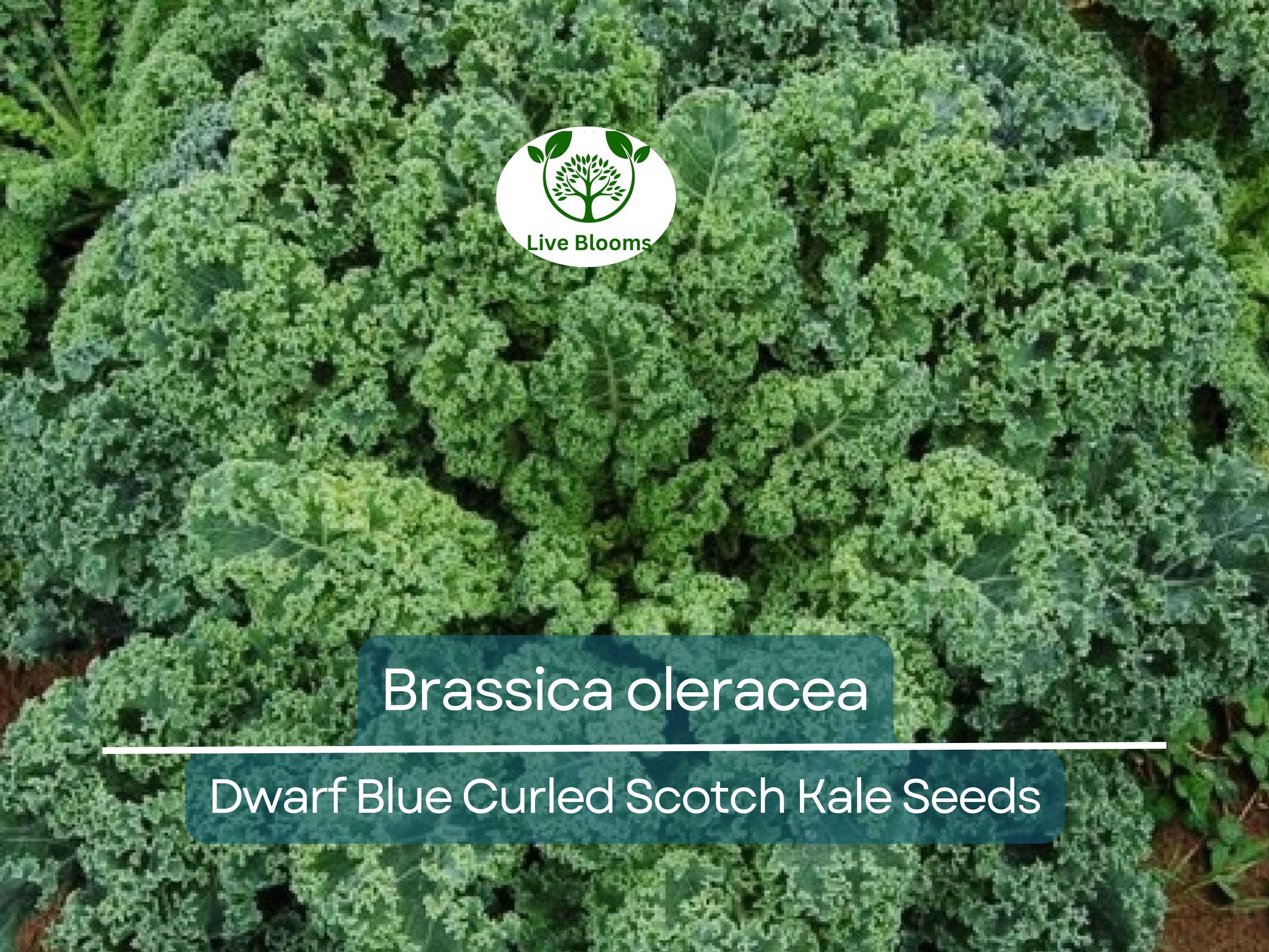 350 Dwarf Blue Curled Scotch Kale Seeds – Brassica oleracea Fresh, Nutritious Kale for Planting, Easy to Grow, Perfect for Salads & Cooking
