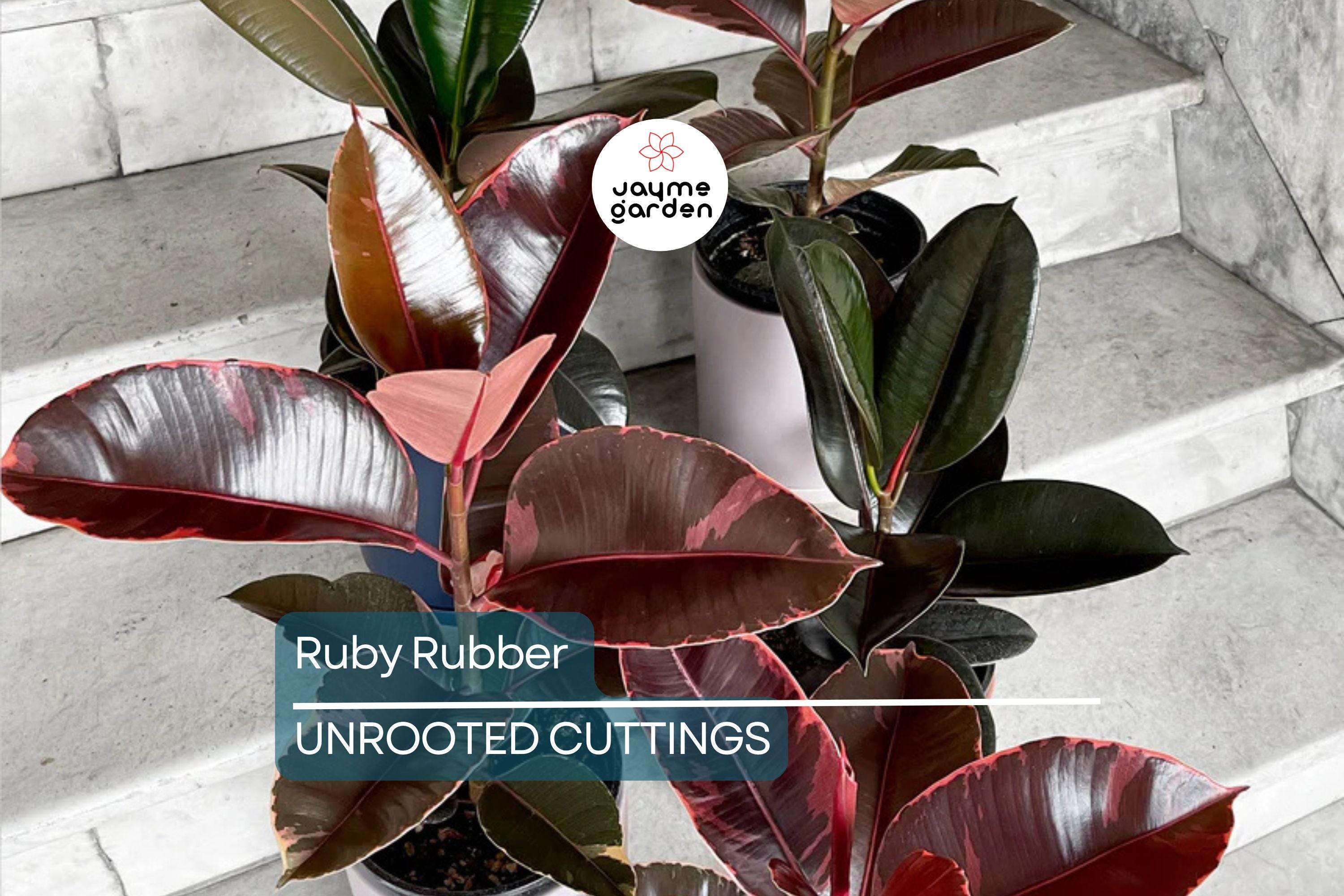 Ruby Rubber Plant Ficus elastica 'Ruby' - 3 Fresh Cuttings, 12" Long Starter Plant
