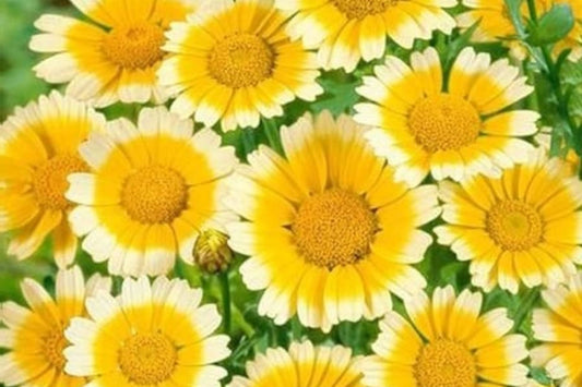 Shungiku Seeds - Non-GMO 3 Color Daisy Garland Chrysanthemum - Edible Flowers for Gardening, Chrysanthemum coronarium