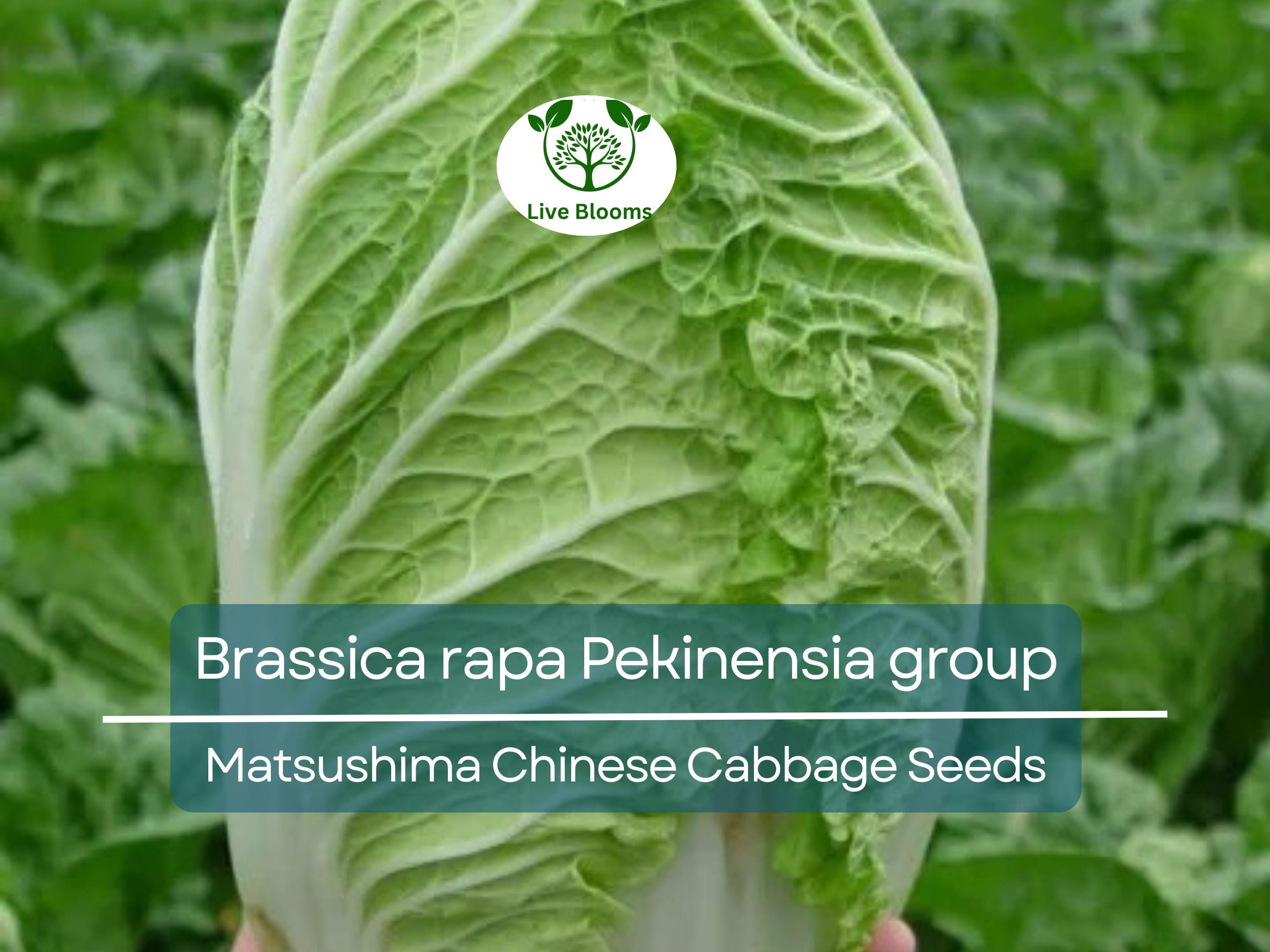 150 Seeds Chinese Cabbage Matsushima - Brassica rapa Pekinensia Group | Heirloom Seeds for Planting, Gardening & Fresh Harvest