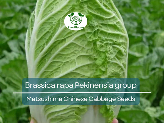 150 Seeds Chinese Cabbage Matsushima - Brassica rapa Pekinensia Group | Heirloom Seeds for Planting, Gardening & Fresh Harvest