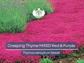500 Seeds Creeping Thyme MIXED Red & Purple, Ground Cover Perennial, Non-GMO, Low Maintenance, Drought-Tolerant, for Lawns and Gardens