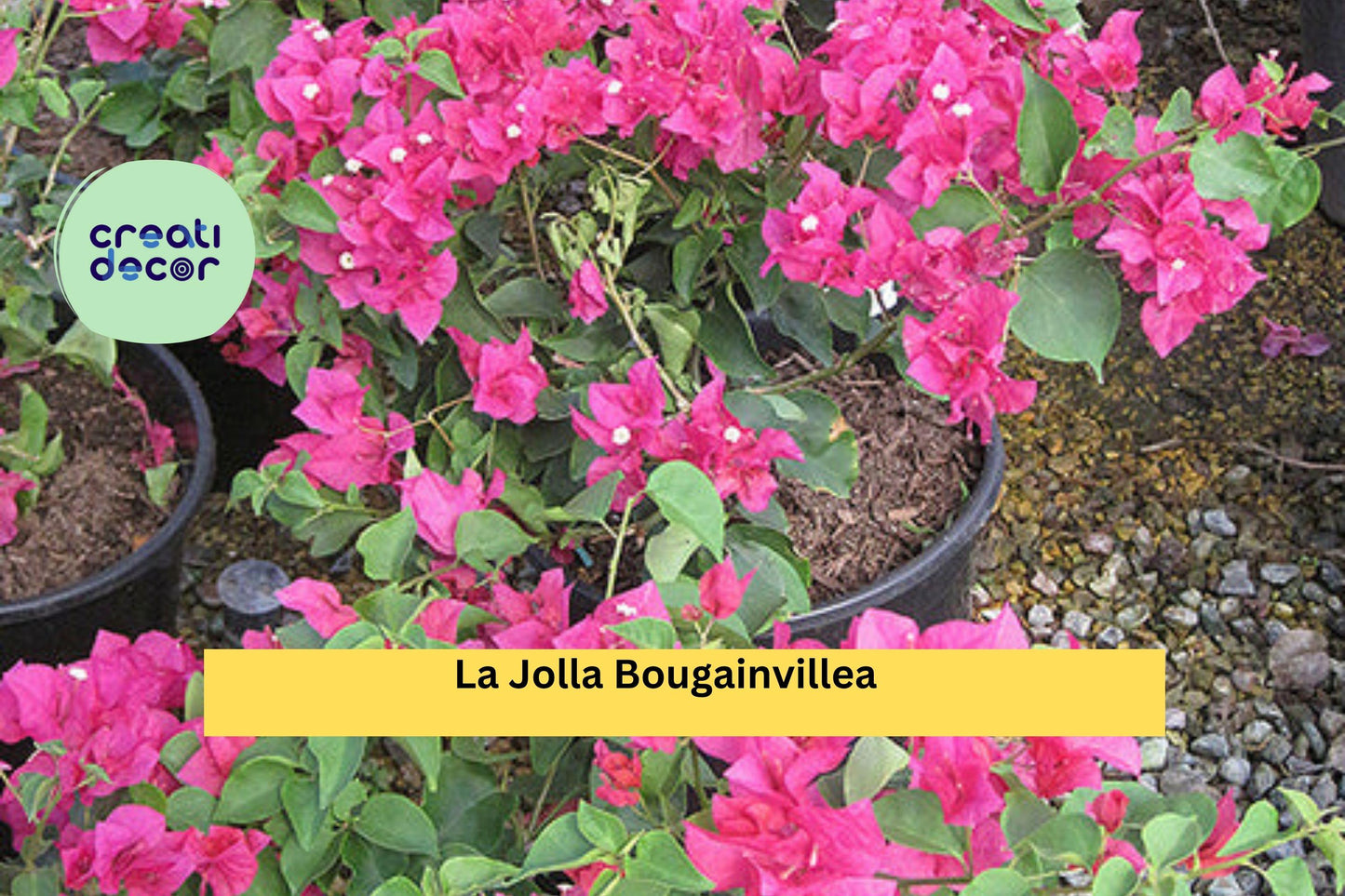 La Jolla Bougainvillea – Bougainvillea glabra Hybrid – Well-Rooted Starter Plug, Ships Bare Root, Bright Magenta Flowering Vine