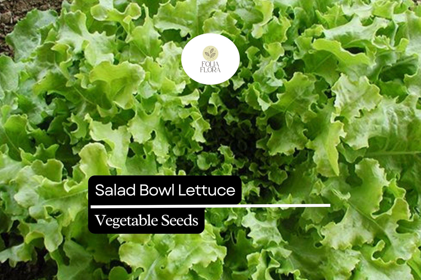 1000 Salad Bowl Lettuce Seeds – Lactuca sativa – Heirloom, Tender & Mild, Heat-Tolerant