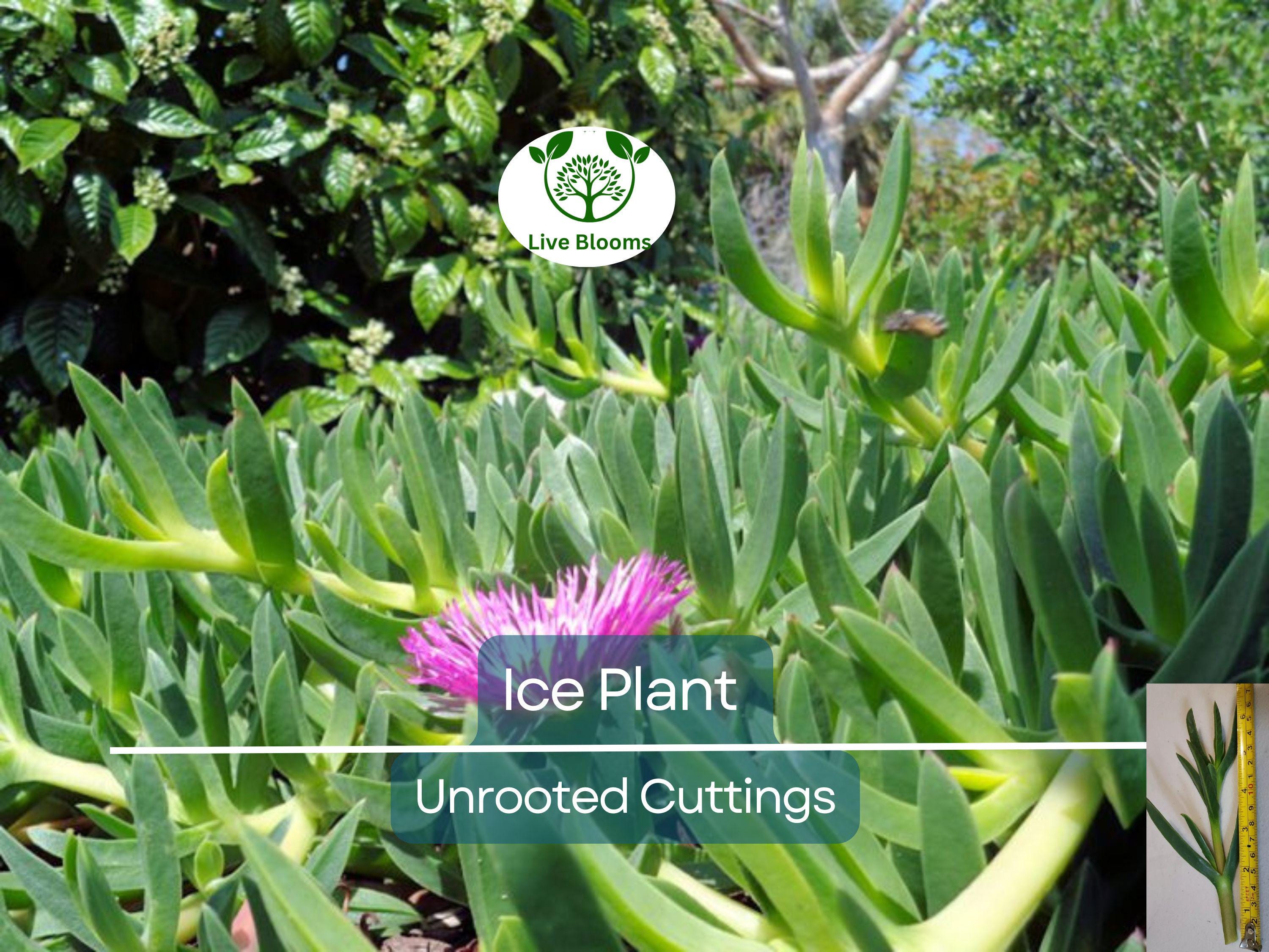 30x Magenta Delosperma Cooperi Hardy Ice Plant Unrooted Cuttings 5-6" | Vibrant Ground Cover, Easy Rooting, Perfect for Garden & Landscaping