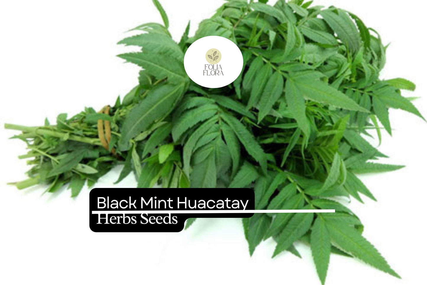 100mg Black Mint Seeds Tagetes minuta Huacatay | Aromatic Herb, Non-GMO, Culinary Uses, Easy to Grow, Unique Flavor, Annual
