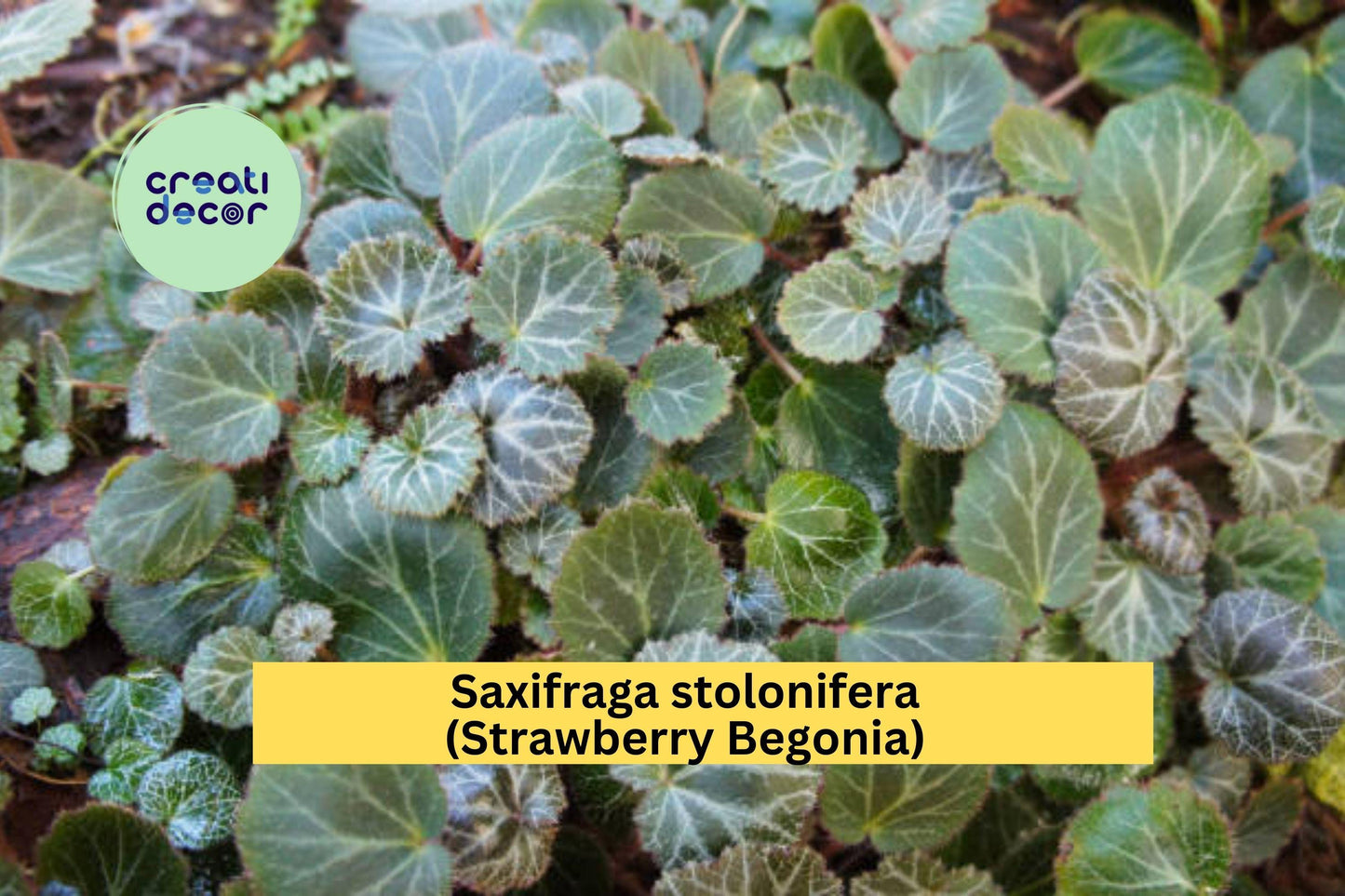 Saxifraga stolonifera Strawberry Begonia | 2 Bare Root Plants | Live Ornamental Groundcover with Trailing Runners