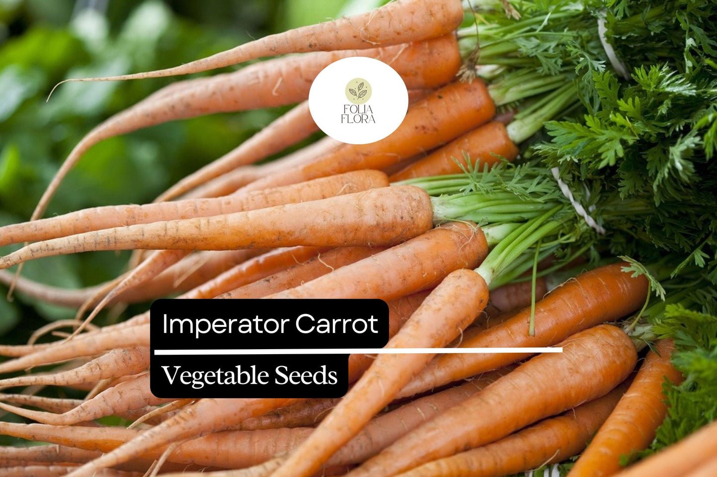 300 Imperator Carrot Seeds – Daucus carota – Heirloom, Long & Sweet, Crisp Texture, Perfect for Juicing