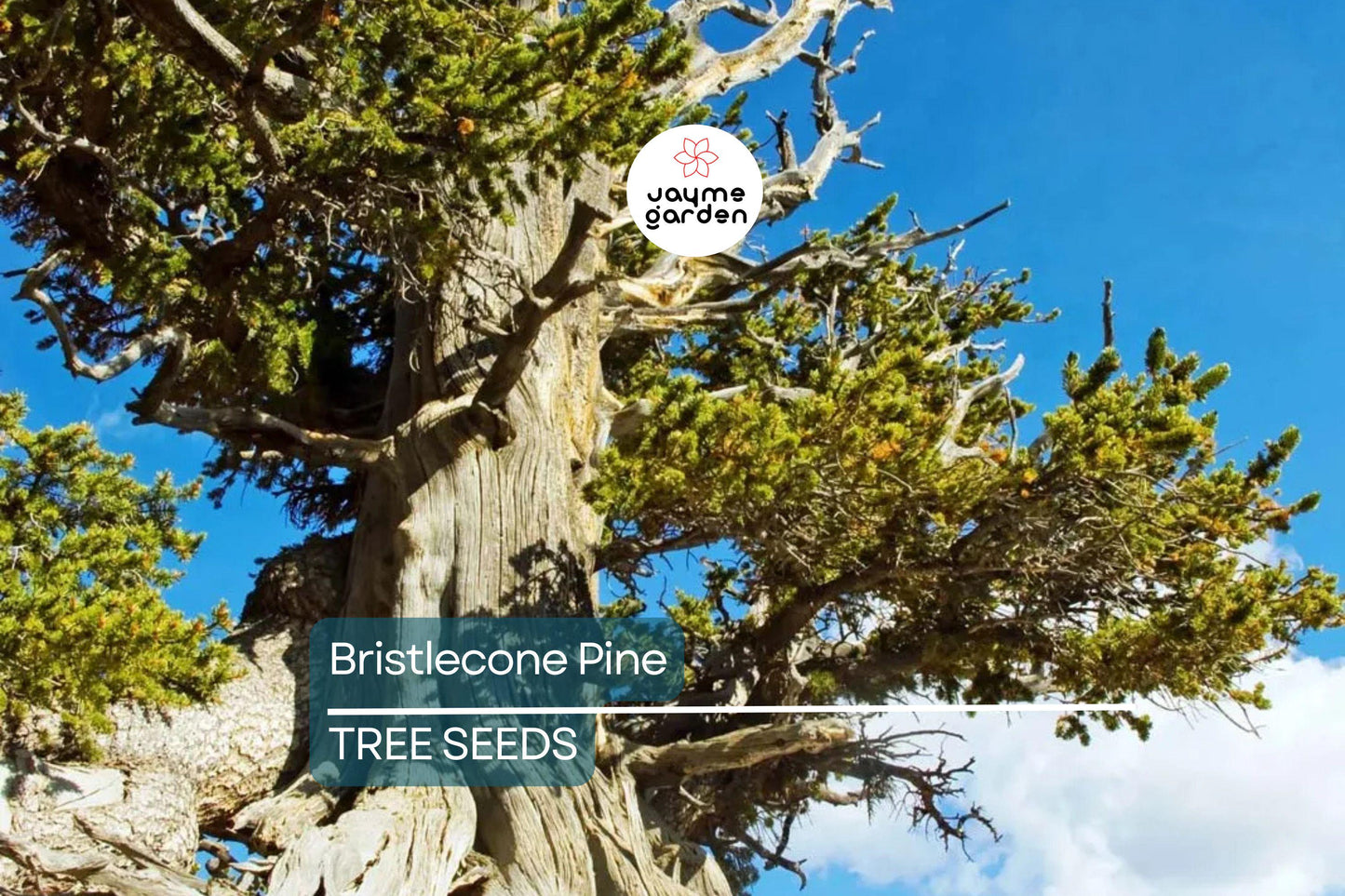 10 Bristlecone Pine Seeds (Pinus aristata) – Oldest Living Tree in the World, Rocky Mountain Native, Long-Lived, USDA Zones 4-7