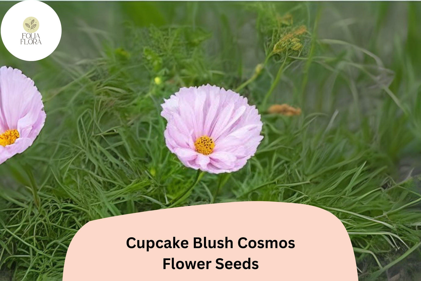 200+ Cupcake Blush Cosmos Seeds | Cosmos Bipinnatus Soft Pink Annual Flower Garden Seeds