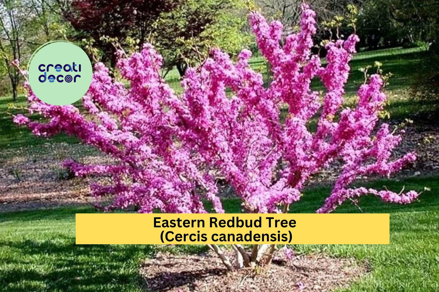 2 Eastern Redbud Trees – Cercis canadensis – 2 Ft Live Starter Trees – Pink Purple Spring Blooms – Hardy Ornamental Landscape Tree