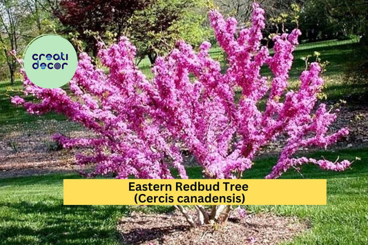 2 Eastern Redbud Trees – Cercis canadensis – 2 Ft Live Starter Trees – Pink Purple Spring Blooms – Hardy Ornamental Landscape Tree