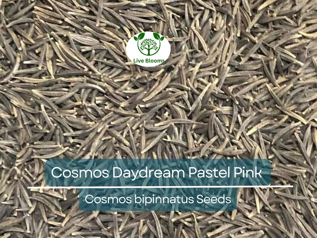 200 Cosmos Daydream Seeds – Pastel Pink Hybrid Cosmos bipinnatus, Non-GMO, 3-5' Tall Blooms, Pollinator-Friendly Annual