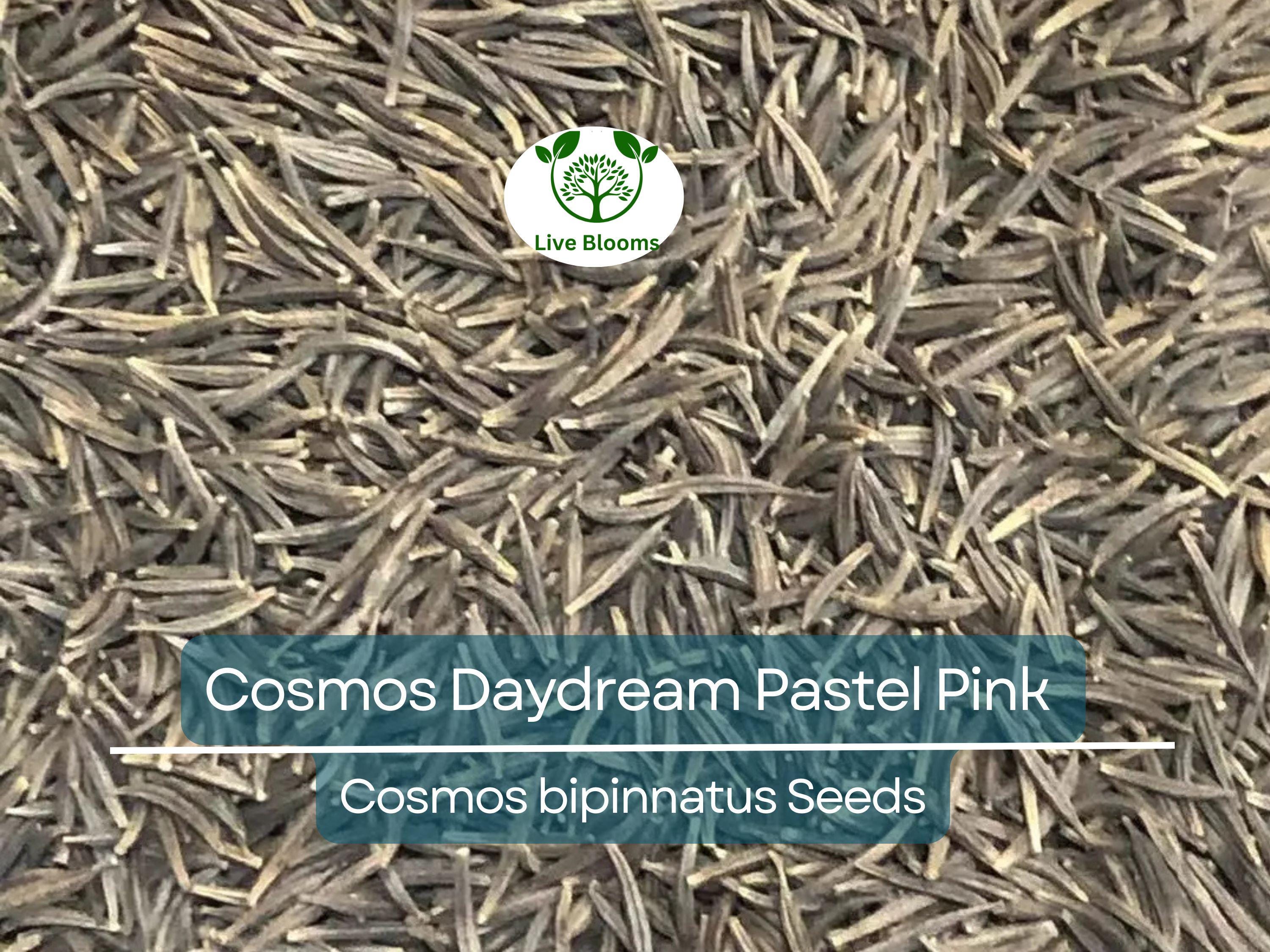 200 Cosmos Daydream Seeds – Pastel Pink Hybrid Cosmos bipinnatus, Non-GMO, 3-5' Tall Blooms, Pollinator-Friendly Annual