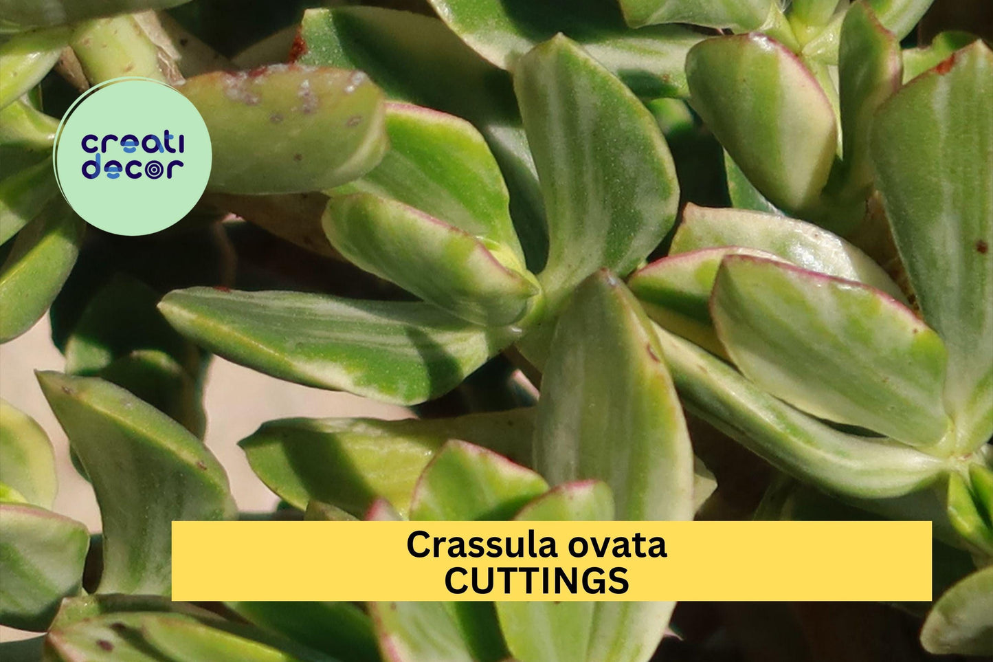 2 Variegated Jade Plant Cuttings | Crassula Ovata Starter 3–5" | Easy Succulent for Indoor Decor, Gifts, Containers